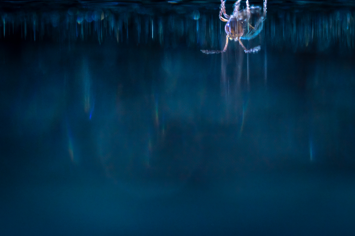 Insecten 1