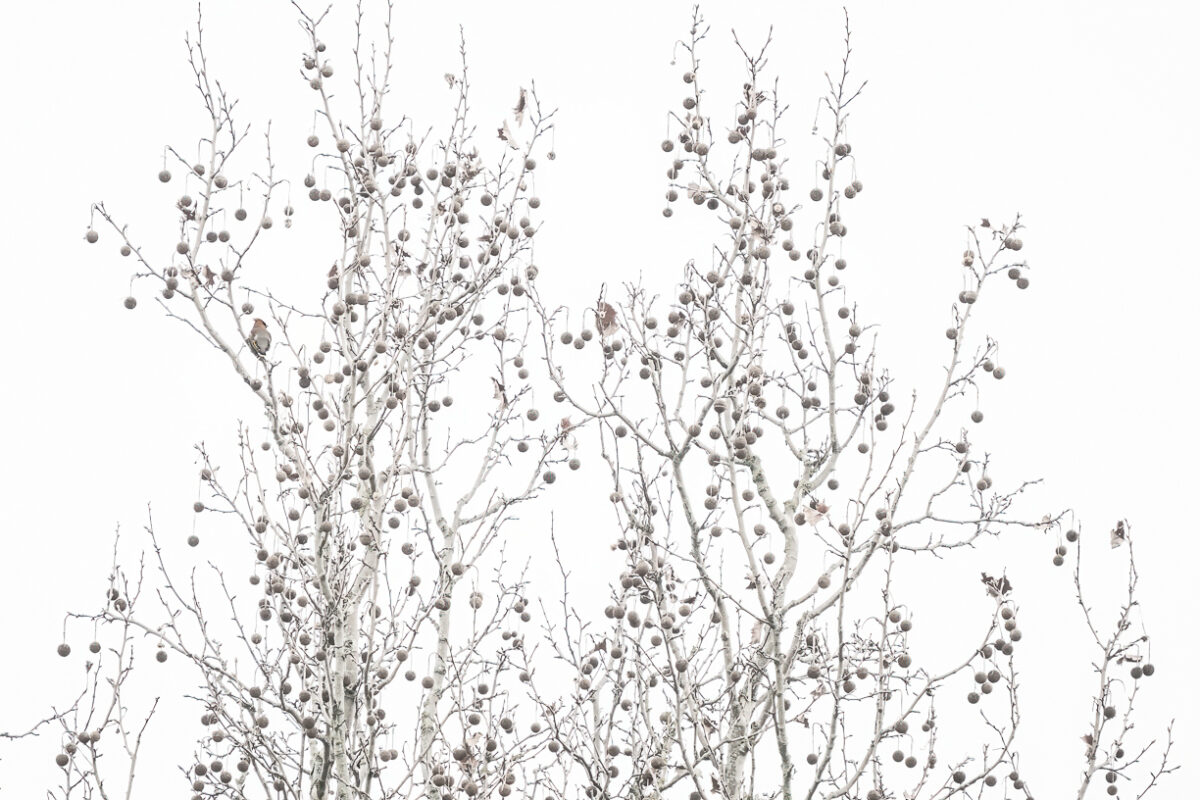 Vogels