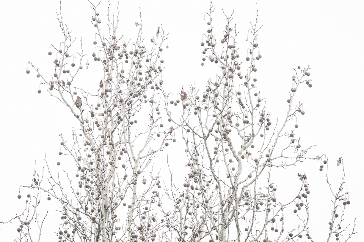 Vogels 1