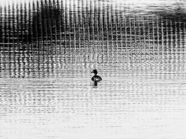 Abstract 4