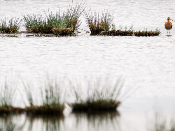 Vogels 2