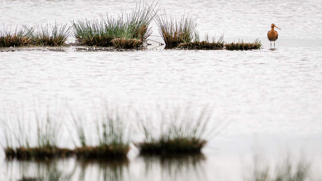 Vogels 2