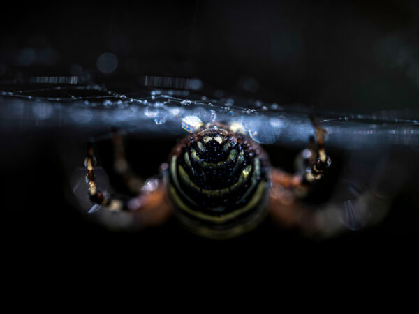 Insecten 2