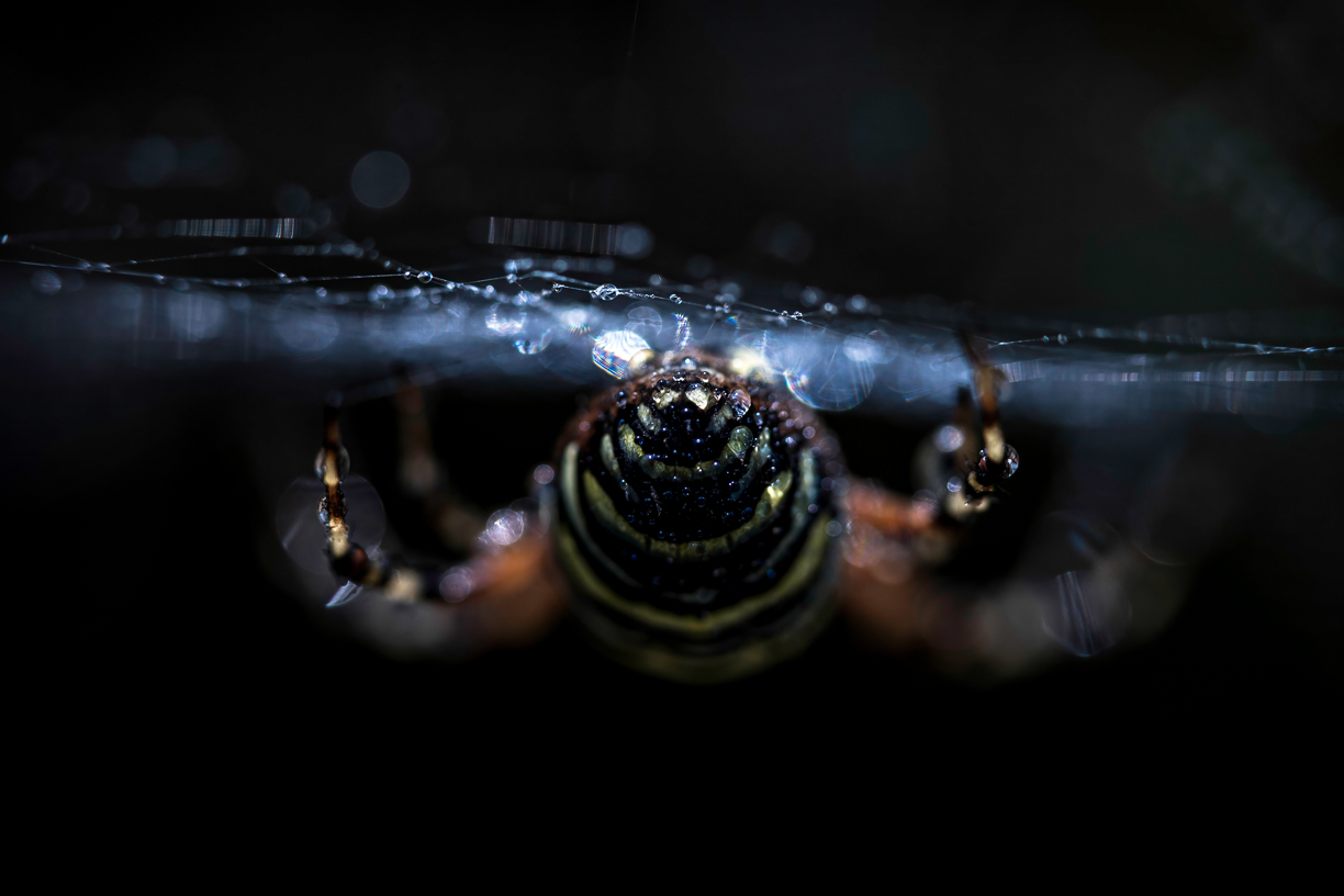 Insecten 2
