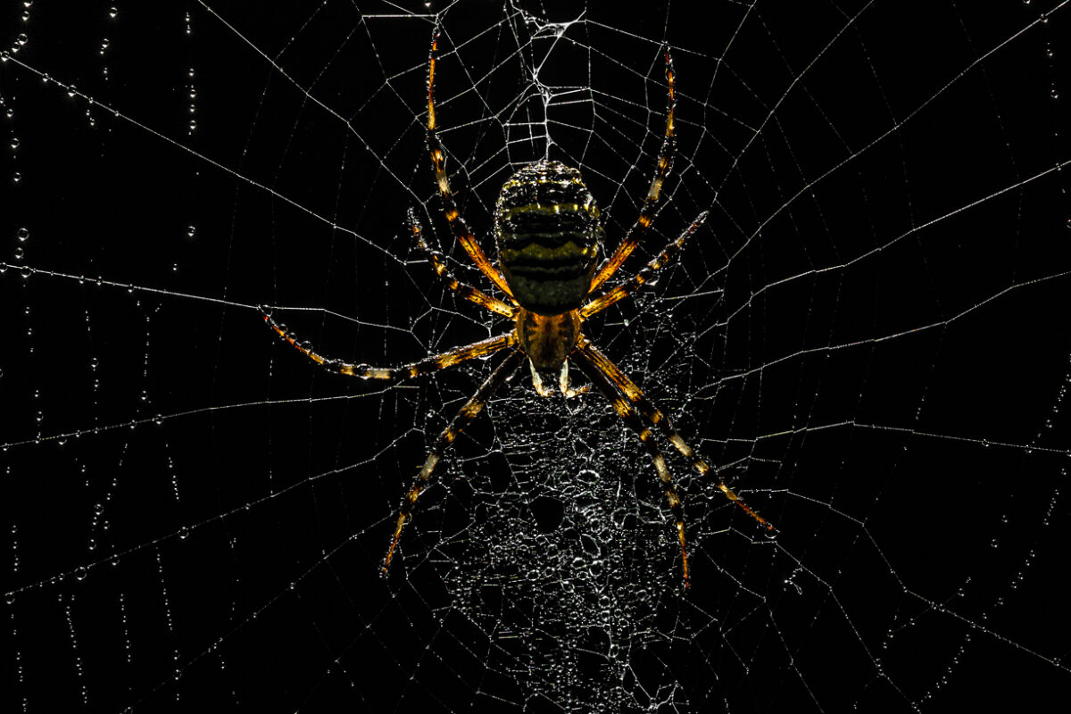 Insecten