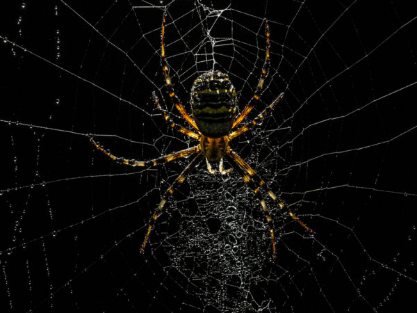Insecten 3
