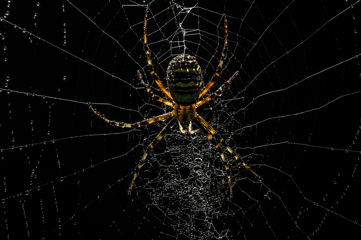 Insecten 3