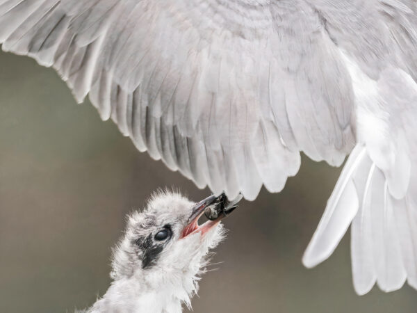 Vogels 5