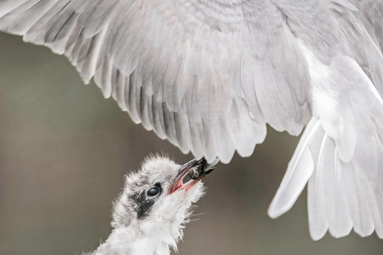 Vogels 5